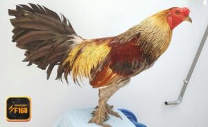 hinh anh da ga 2155302786 nf168.net