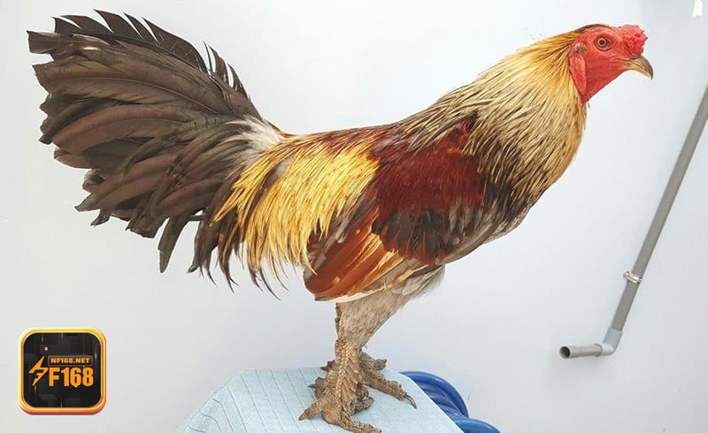 hinh anh da ga 2155302786 nf168.net