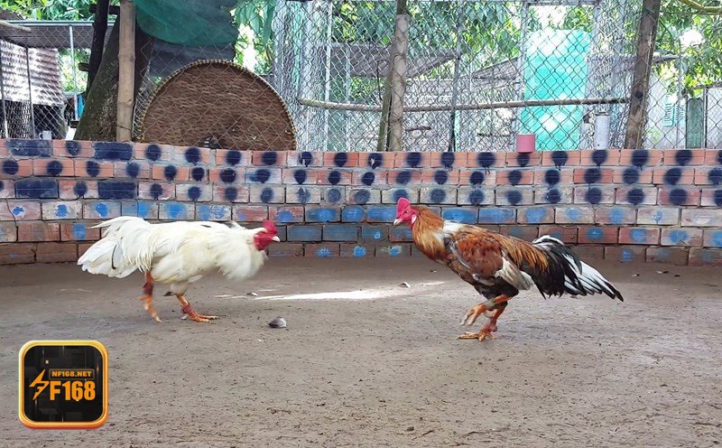 Đá gà F168 - Cựa dao tạo nhịp trận nhanh và dứt khoát Đá gà F168 - Cựa dao tạo nhịp trận nhanh và dứt khoát