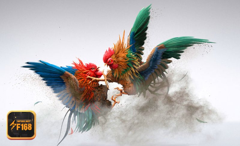 Đá gà tre tại F168: Sôi động, nhanh và dễ theo dõi