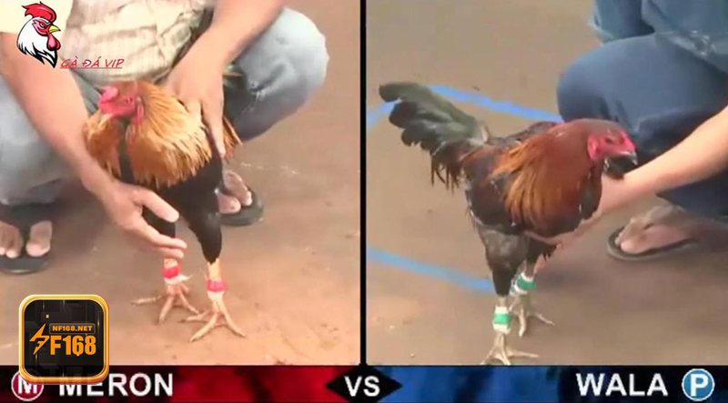 Kinh nghiệm chọn kèo hiệu quả cho người mới