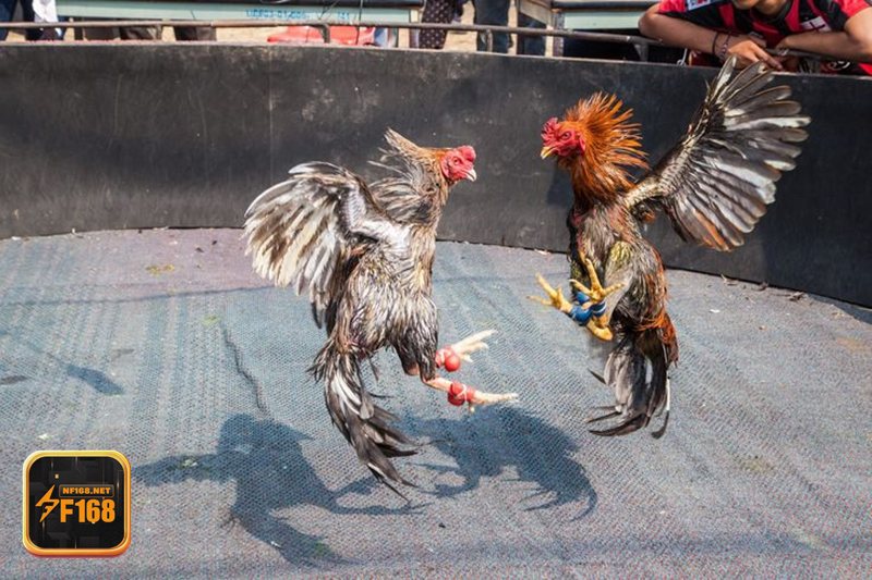 Đá gà F168 - Hiểu luật trước khi đặt cửa Đá gà F168 - Hiểu luật trước khi đặt cửa